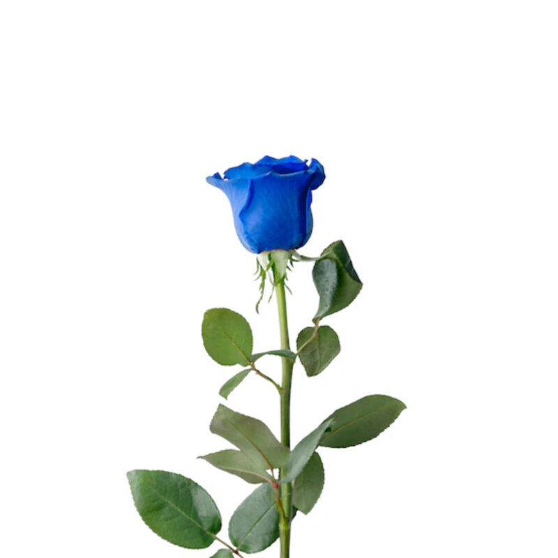 Роза синяя №1002